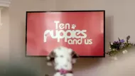 BBC Archive : 10 Puppies and Us Digital Download