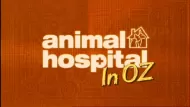 BBC Archive : Animal Hospital : In Oz Digital Download