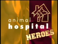 BBC Archive : Animal Hospital : Heroes Digital Download